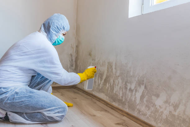 Licensed Mold Cleanup service in Brutus, MI - WQB Mold Removal