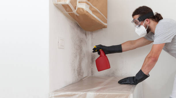 Professional Mold Cleanup technician working in Brutus, MI