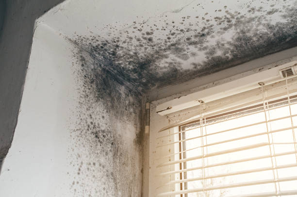 Affordable Mold Cleanup solutions in Brutus, MI